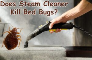 Does Steam Cleaner Kill Bed Bugs