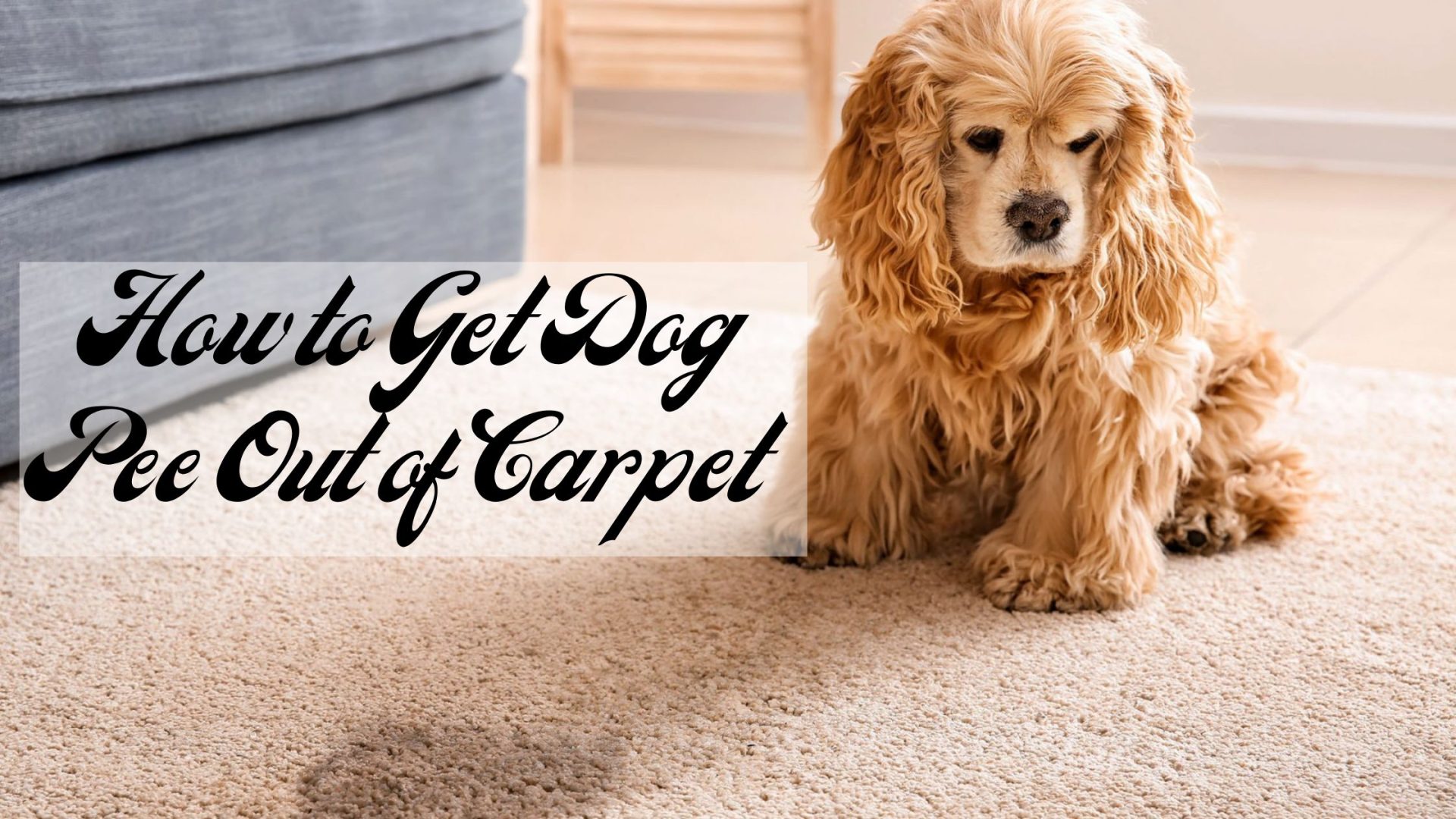 How to Get Dog Pee Out of Carpet