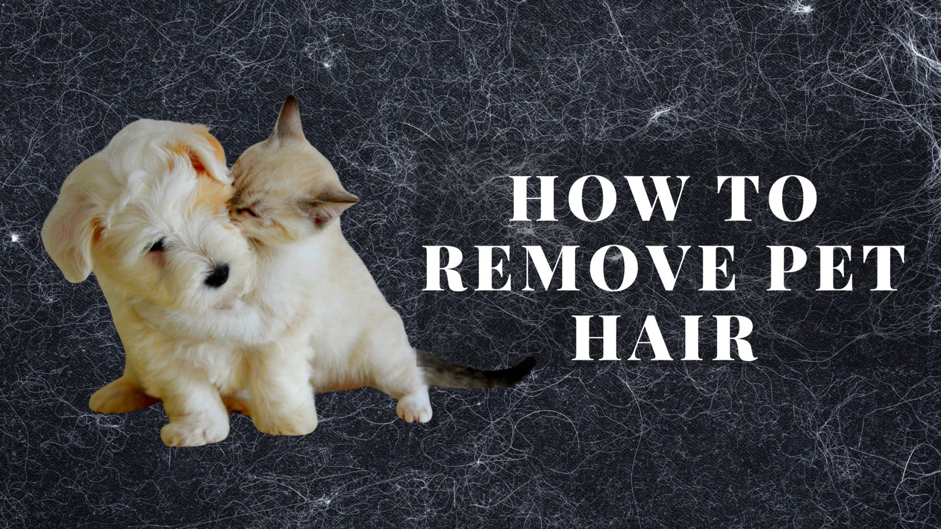 How to Remove Pet Hair from Clothes